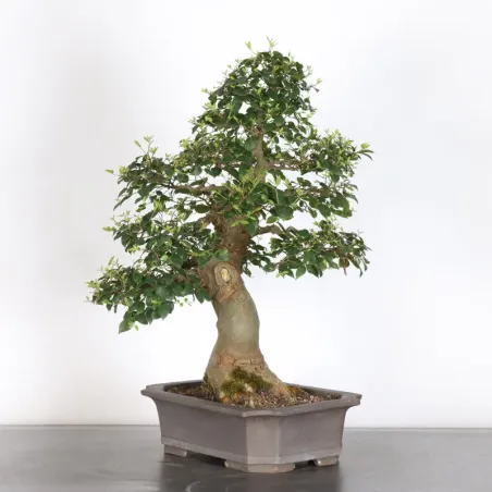 image supplémentaire - MICOCOULIER "CELTIS...