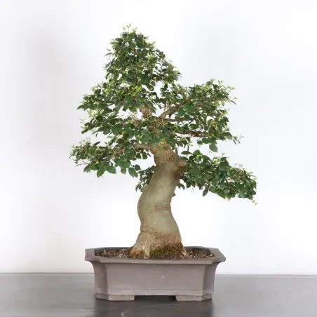 MICOCOULIER "CELTIS AUSTRALIS" 1-16