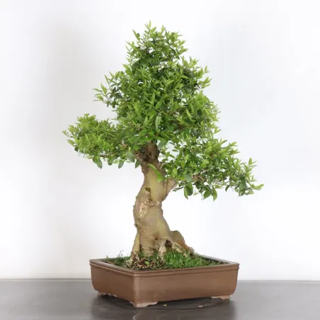 image supplémentaire - HACKBERRY "CELTIS...