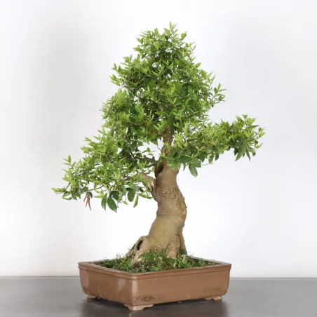HACKBERRY "CELTIS AUSTRALIS" 1-11