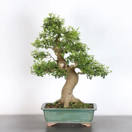 image supplémentaire - HACKBERRY "CELTIS...