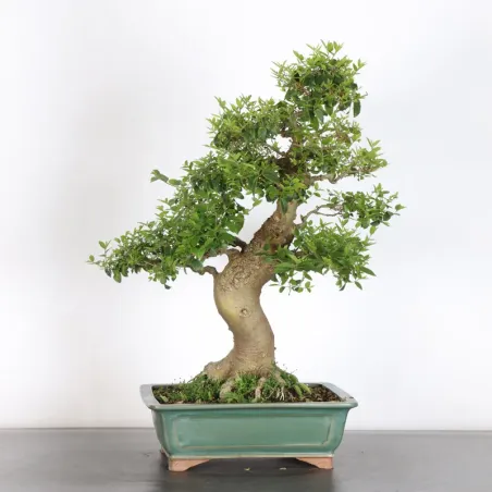 HACKBERRY "CELTIS AUSTRALIS" 1-13 (cracked pot)