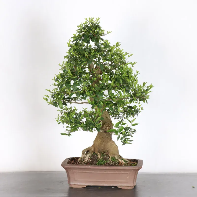 MICOCOULIER "CELTIS AUSTRALIS" 1-15
