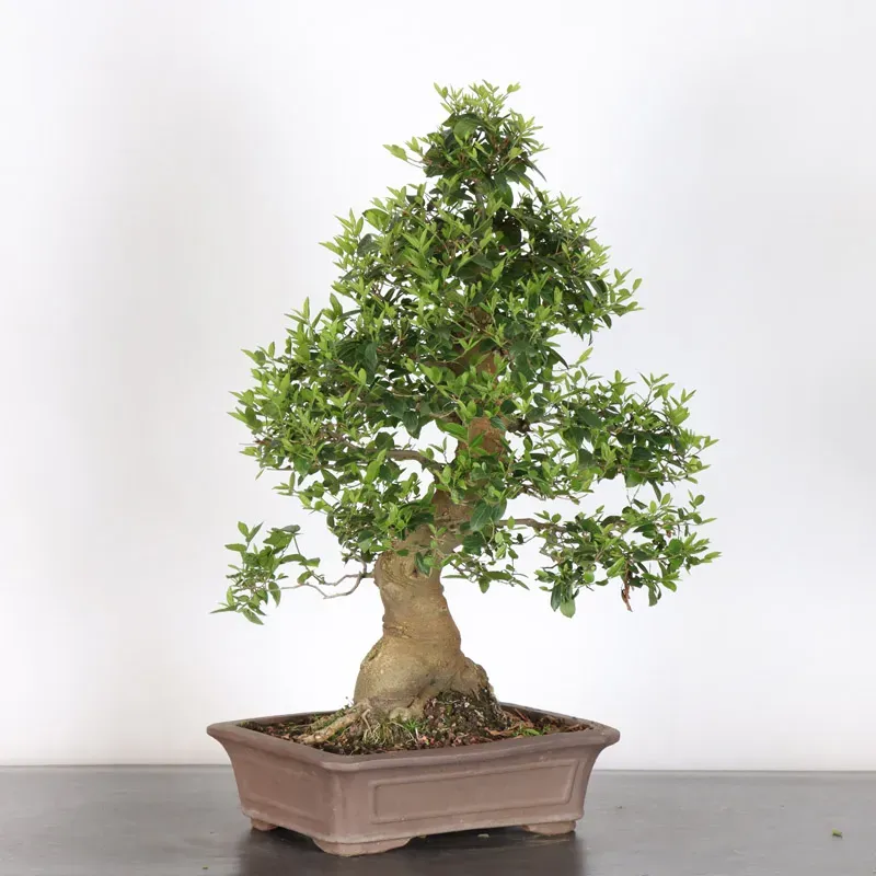 image supplémentaire - MICOCOULIER "CELTIS...