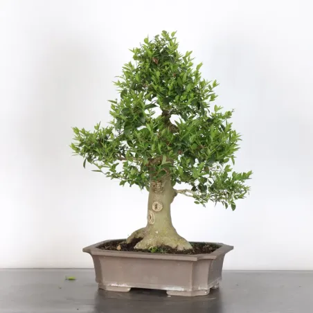 image supplémentaire - HACKBERRY "CELTIS...
