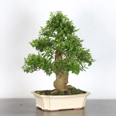HACKBERRY "CELTIS AUSTRALIS" 1-10