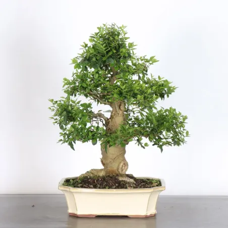 image supplémentaire - HACKBERRY "CELTIS...