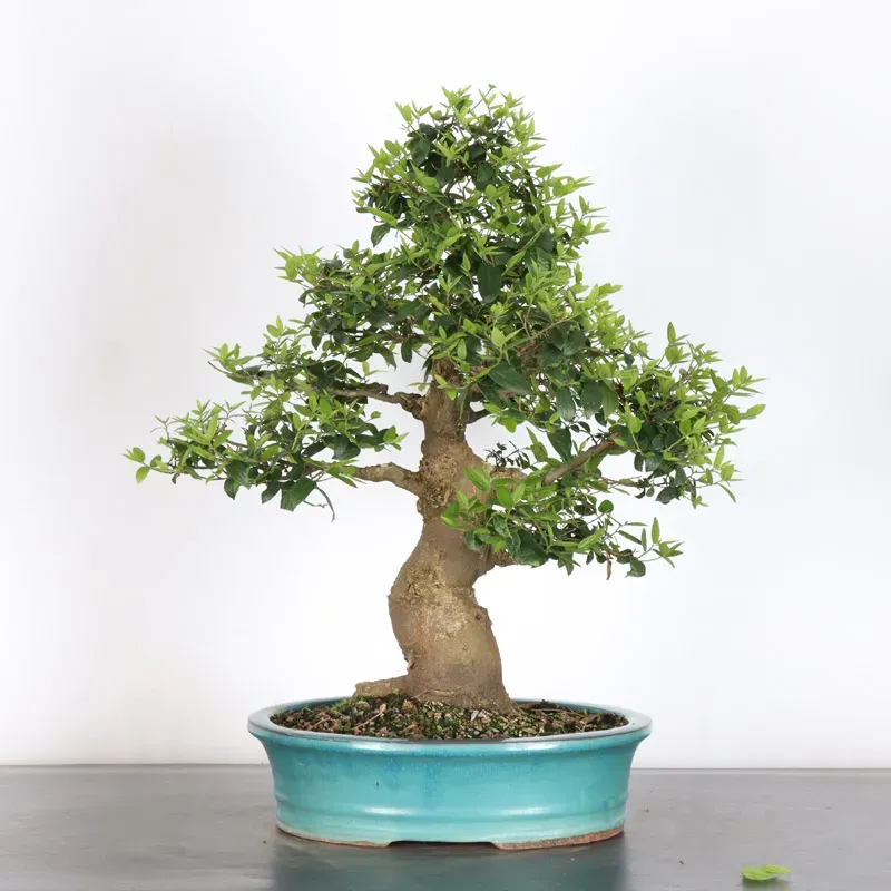 MICOCOULIER "CELTIS AUSTRALIS" 1-20