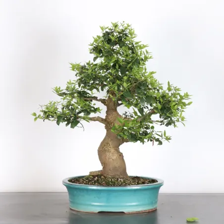 MICOCOULIER "CELTIS AUSTRALIS" 1-20