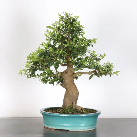 image supplémentaire - MICOCOULIER "CELTIS...
