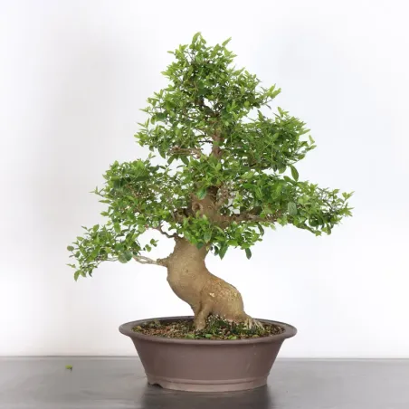 image supplémentaire - MICOCOULIER "CELTIS...