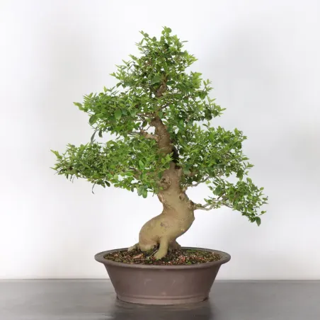 HACKBERRY "CELTIS AUSTRALIS" 2-2