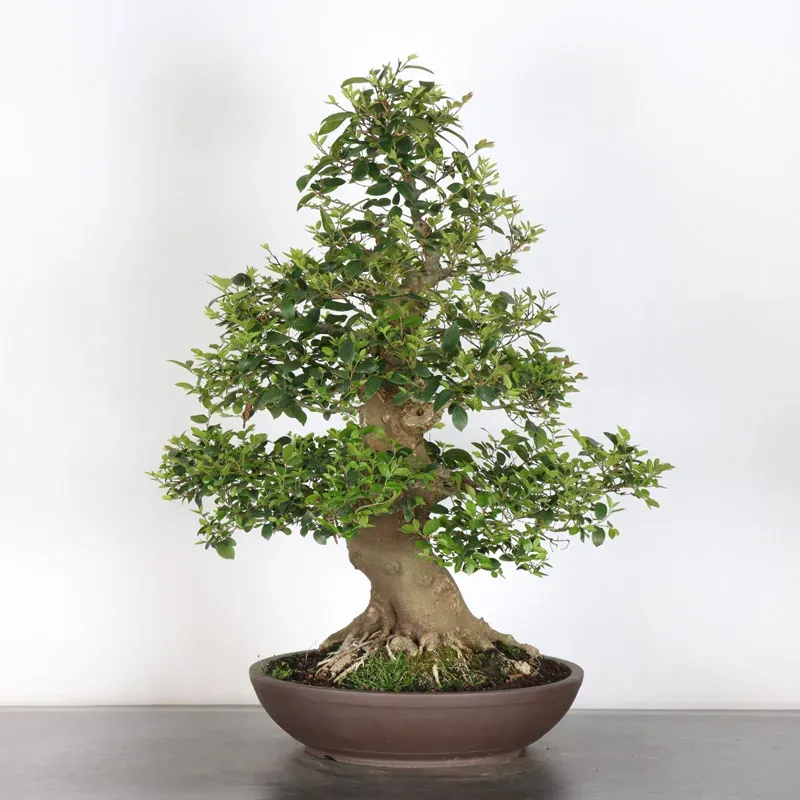 image supplémentaire - MICOCOULIER "CELTIS...