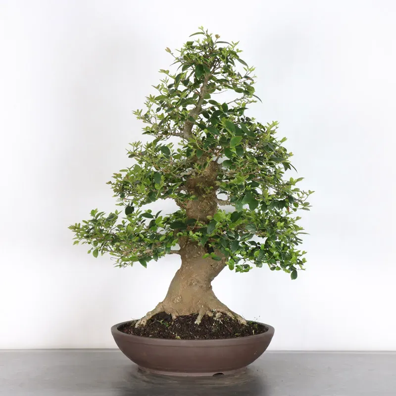MICOCOULIER "CELTIS AUSTRALIS" 2-4