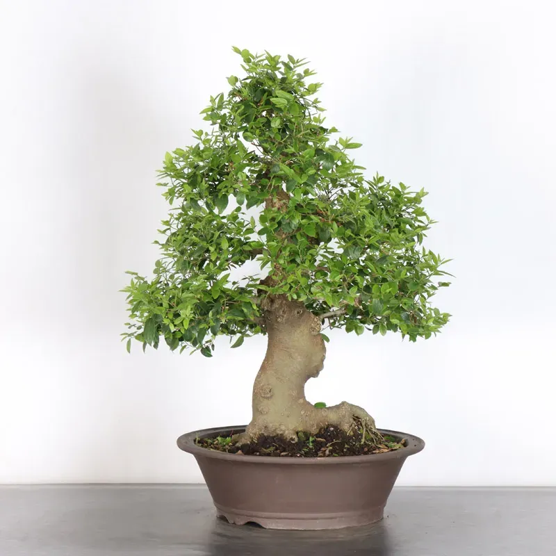 image supplémentaire - MICOCOULIER "CELTIS...