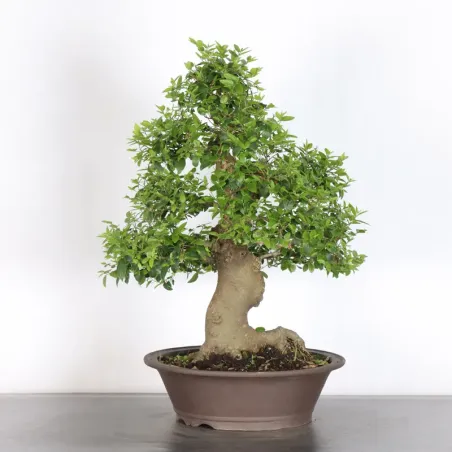 image supplémentaire - HACKBERRY "CELTIS...