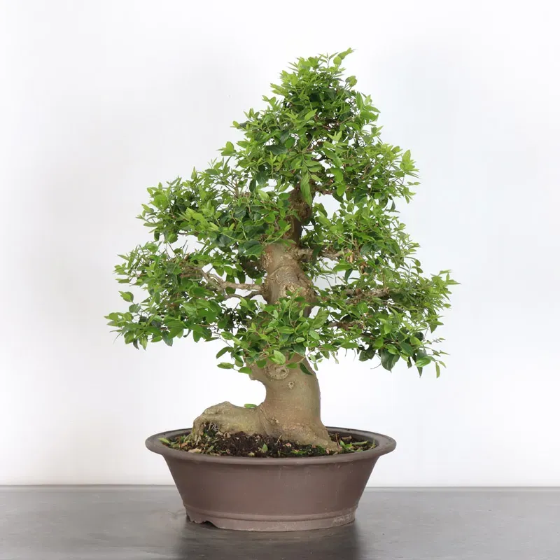 MICOCOULIER "CELTIS AUSTRALIS" 2-3