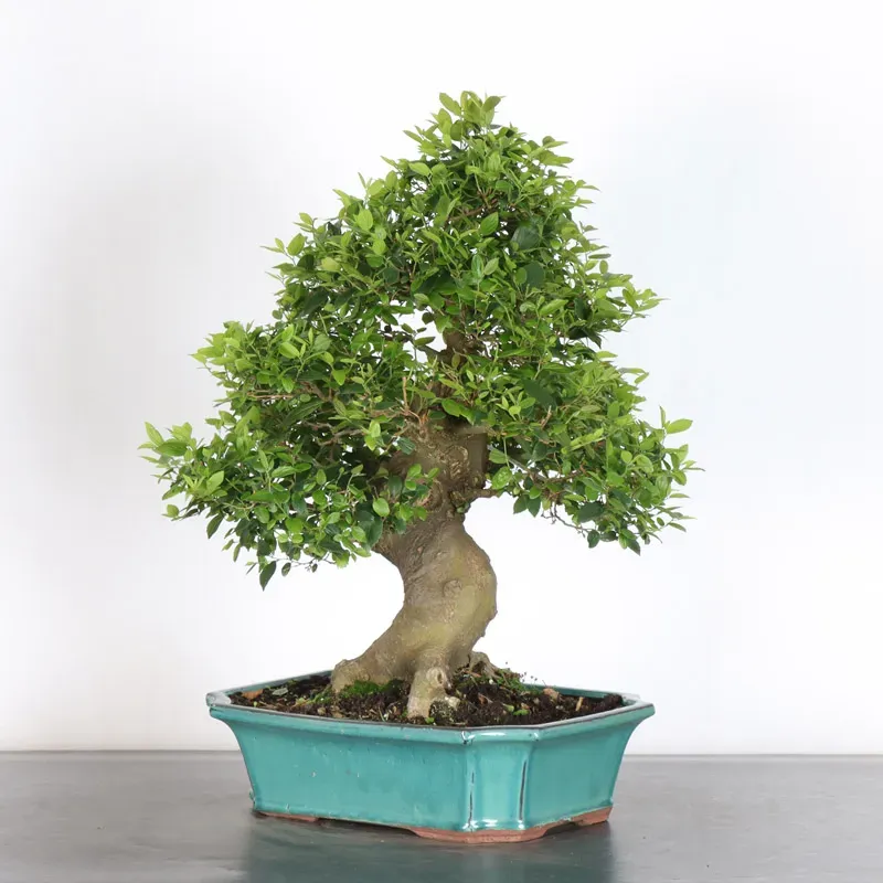 image supplémentaire - MICOCOULIER "CELTIS...