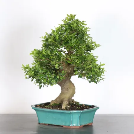 image supplémentaire - HACKBERRY "CELTIS...