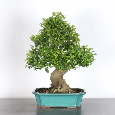 HACKBERRY "CELTIS AUSTRALIS" 1-19