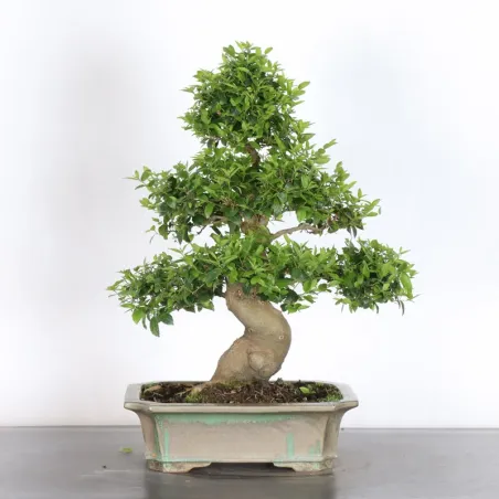 HACKBERRY "CELTIS AUSTRALIS" 1-18
