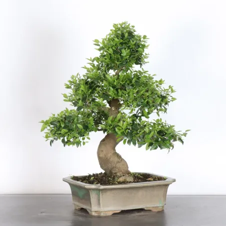 image supplémentaire - HACKBERRY "CELTIS...