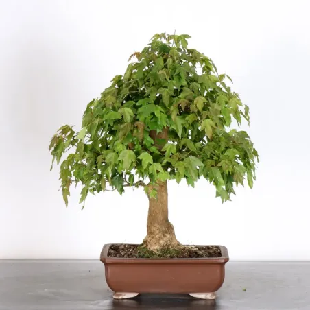 image supplémentaire - Maple "ACER BUERGERIANUM" 1-27