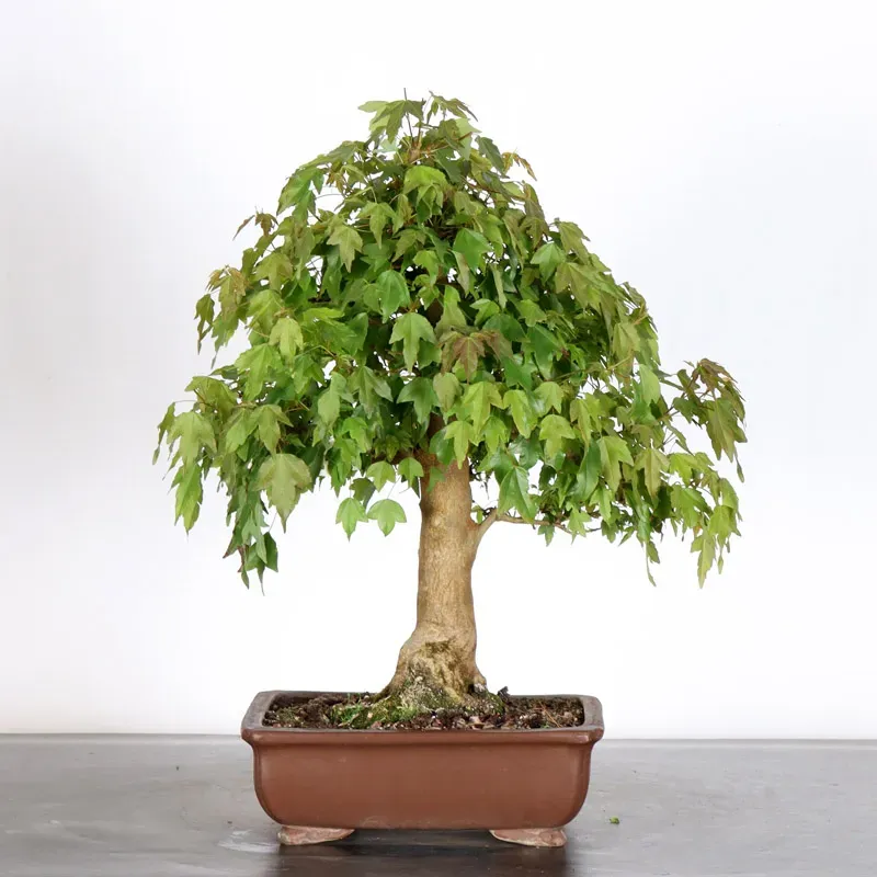 Maple "ACER BUERGERIANUM" 1-27