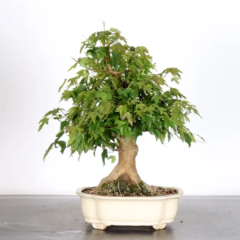 Bonsai Erable Burger AB-1-16