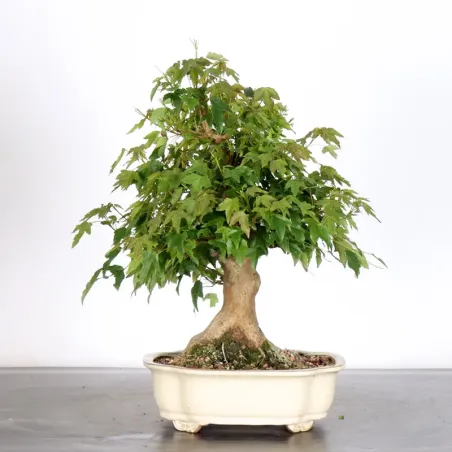 Bonsai Maple Burger AB-1-16