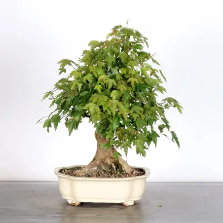 image supplémentaire - Érable "ACER BUERGERIANUM"...