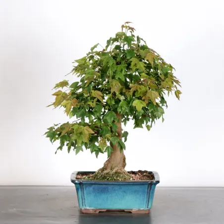 image supplémentaire - Érable "ACER BUERGERIANUM" 2-4