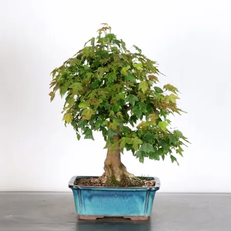 Bonsai Maple Burger AB-2-4