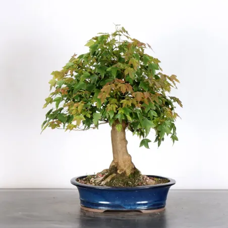 Érable "ACER BUERGERIANUM" 1-24