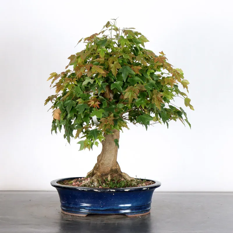 image supplémentaire - Érable "ACER BUERGERIANUM"...
