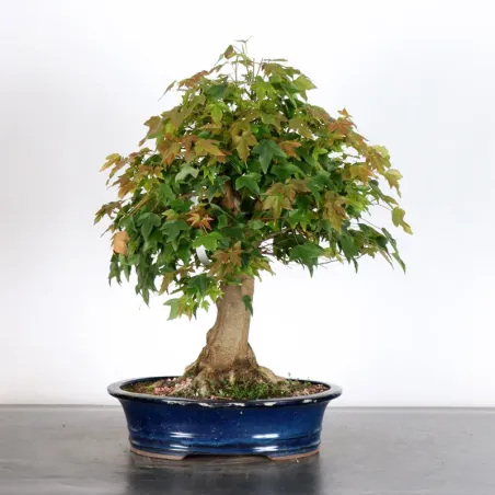 image supplémentaire - Érable "ACER BUERGERIANUM"...