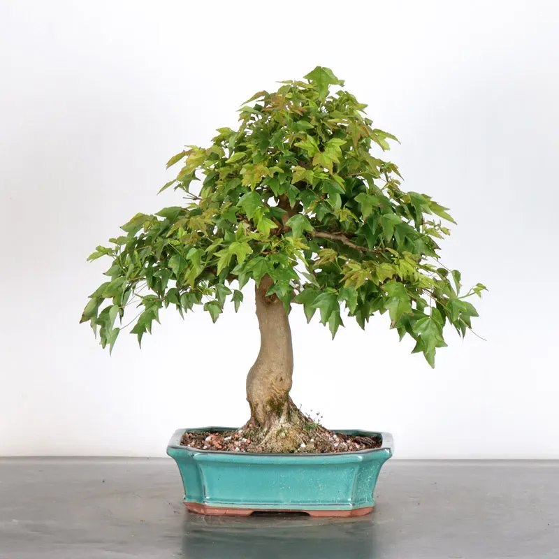 Érable "ACER BUERGERIANUM" 1-22