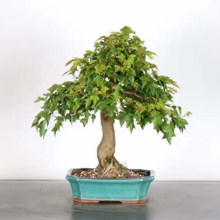 Érable "ACER BUERGERIANUM" 1-22