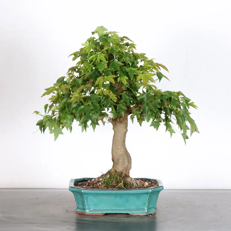 image supplémentaire - Maple "ACER BUERGERIANUM" 1-22