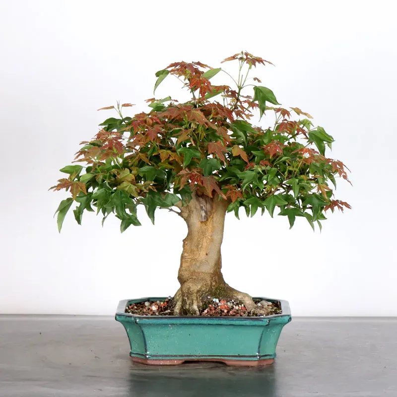 Bonsai Erable Burger AB-1-13