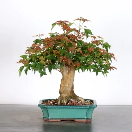 Bonsai Maple Burger AB-1-13