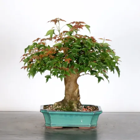 image supplémentaire - Maple "ACER BUERGERIANUM" 1-13