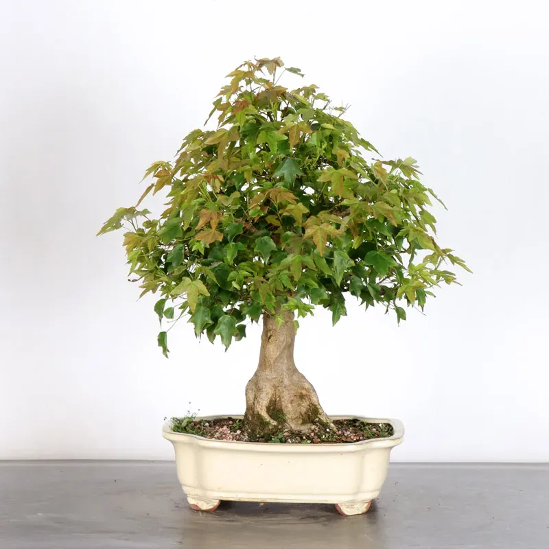 image supplémentaire - Érable "ACER BUERGERIANUM"...
