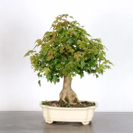 image supplémentaire - Maple "ACER BUERGERIANUM" 1-25