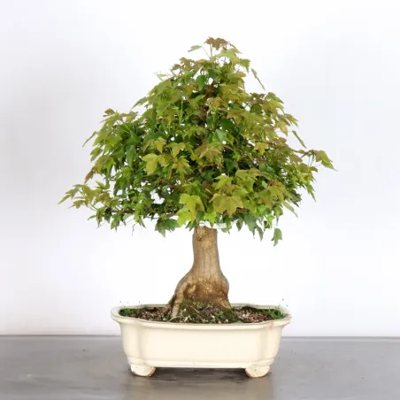Maple "ACER BUERGERIANUM" 1-25