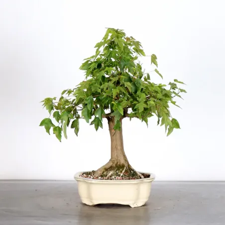 image supplémentaire - Maple "ACER BUERGERIANUM" 1-20