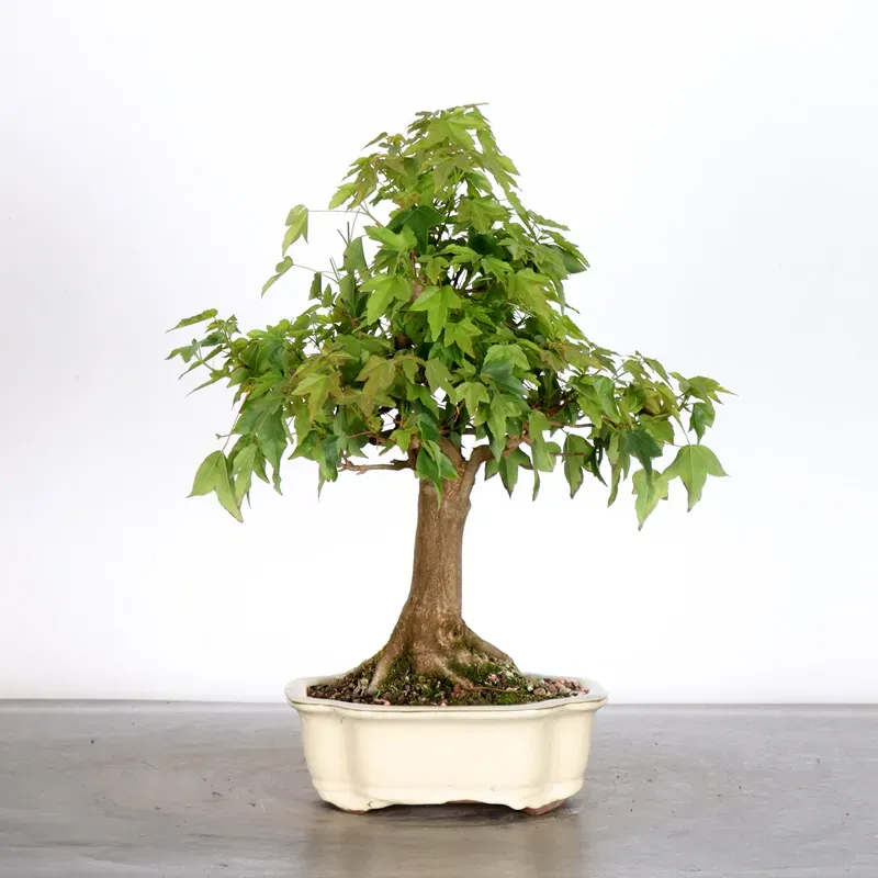 Érable "ACER BUERGERIANUM" 1-20