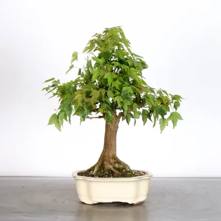 Maple "ACER BUERGERIANUM" 1-20