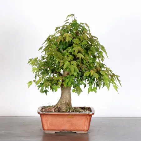 image supplémentaire - Érable "ACER BUERGERIANUM" 2-7