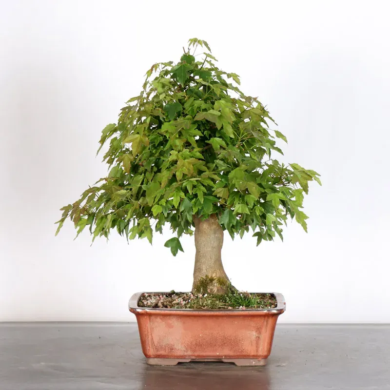Bonsai Maple Burger AB-2-7
